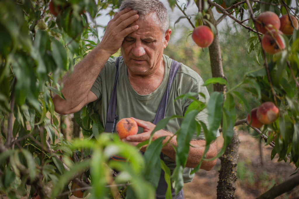 A worried man inspects a peach in an orchard, showing concern or distress over the fruit.